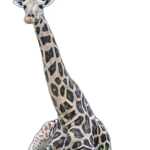 animal, creature, hat, staff transparent PNG cut-out