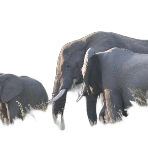animal, creature, hair, 3d render transparent PNG cut-out