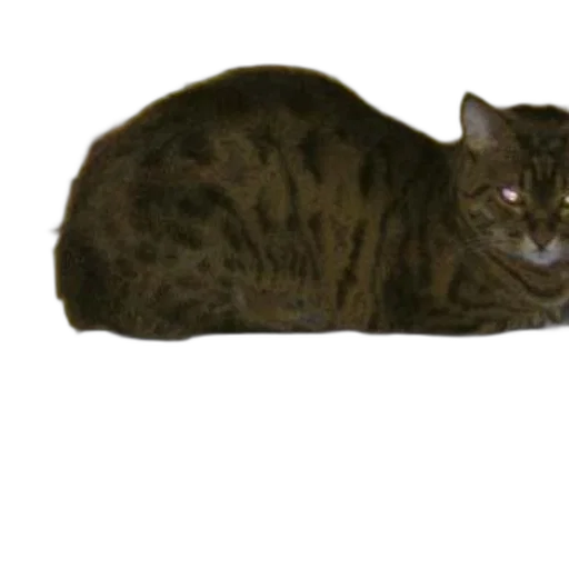 animal, creature, staff, weapon transparent PNG cut-out