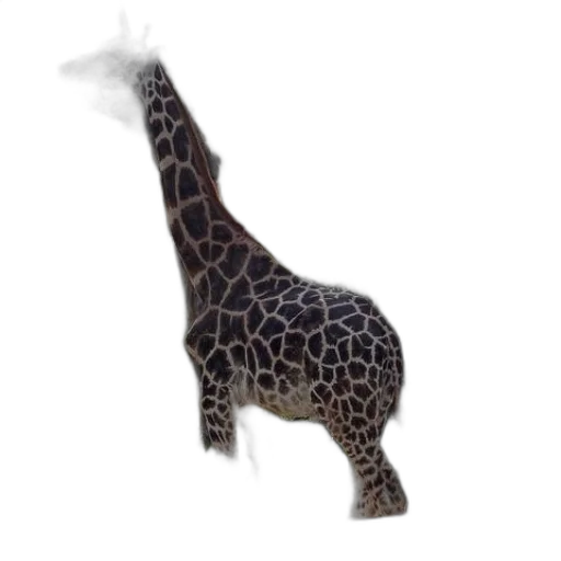 animal, creature, staff, hat transparent PNG cut-out