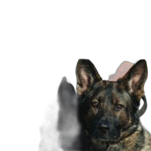 staff, animal, face, weapon transparent PNG cut-out