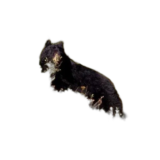 animal, creature, dragon, hair transparent PNG cut-out