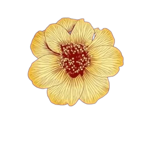 flower, crown, jewelry, hair transparent PNG cut-out