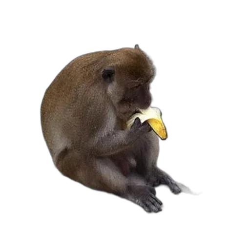 animal, food, creature, staff transparent PNG cut-out