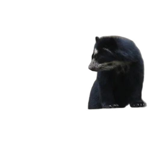 animal, creature, hat, mask transparent PNG cut-out