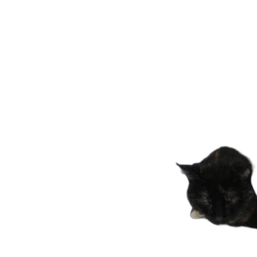 animal, staff, hat, creature transparent PNG cut-out