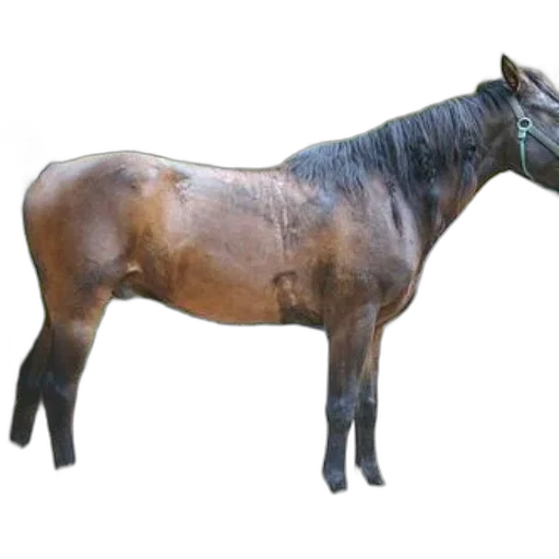 animal, creature, staff, jewelry transparent PNG cut-out