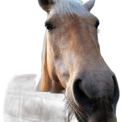 animal, hat, face, staff transparent PNG cut-out