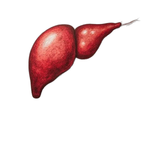 food, staff, animal, hair transparent PNG cut-out