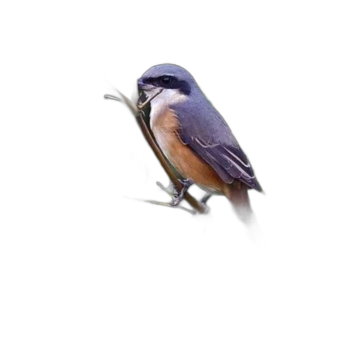 animal, staff, creature, hat transparent PNG cut-out