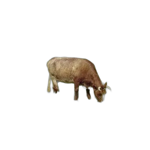 animal, creature, furniture, food transparent PNG cut-out