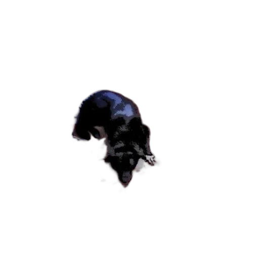 animal, creature, face, hair transparent PNG cut-out