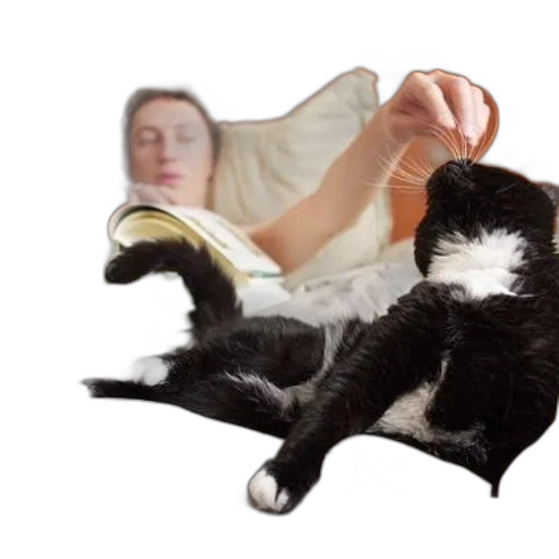 furniture, animal, staff, creature transparent PNG cut-out