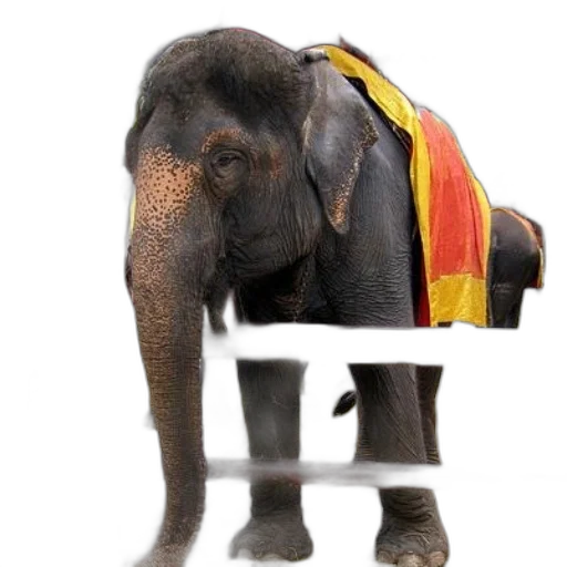 animal, staff, elephants, wearing transparent PNG cut-out