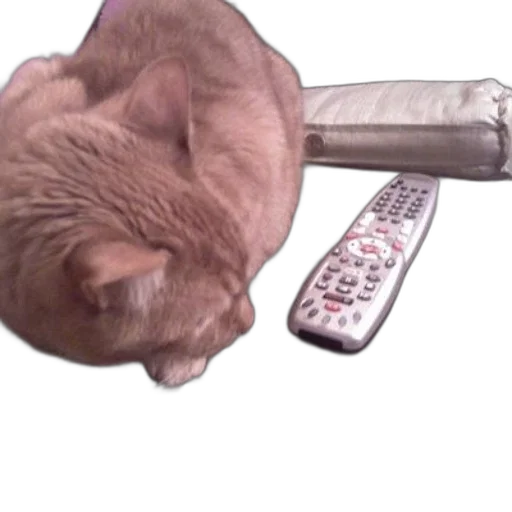 weapon, staff, animal, creature transparent PNG cut-out
