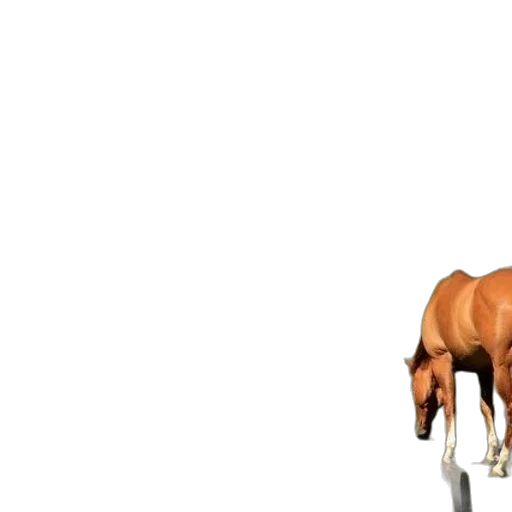 animal, furniture, creature, crown transparent PNG cut-out