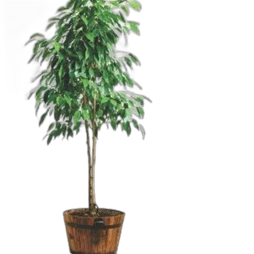 tree, crown, staff, flower transparent PNG cut-out