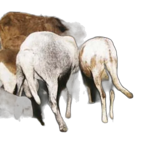 animal, watercolor, concept art, photorealistic transparent PNG cut-out