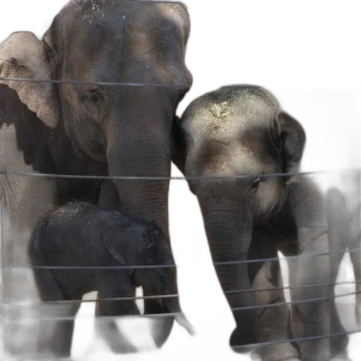 animal, family, elephants, including transparent PNG cut-out