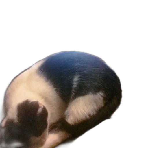 animal, creature, hair, hat transparent PNG cut-out