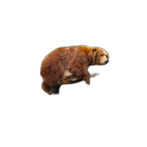 animal, creature, hair, food transparent PNG cut-out