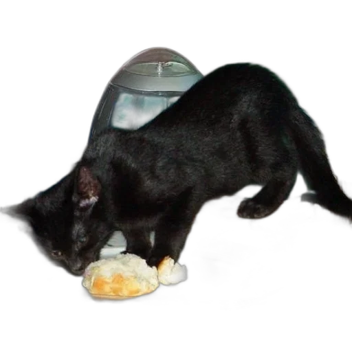 food, animal, creature, black transparent PNG cut-out