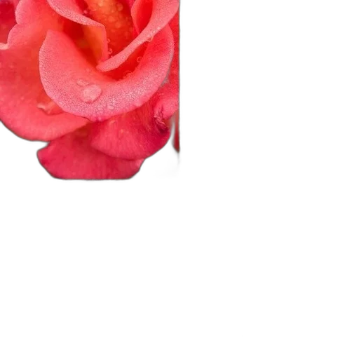 flower, crown, jewelry, dress transparent PNG cut-out