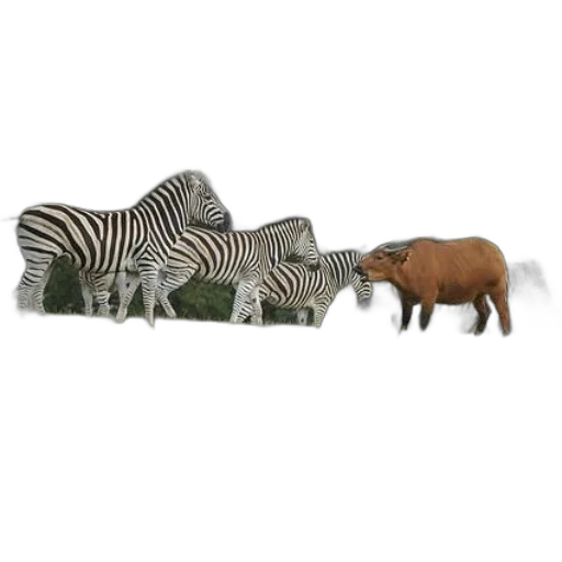 animal, creature, hat, furniture transparent PNG cut-out