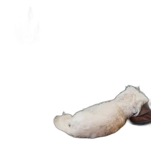shoes, hair, animal, food transparent PNG cut-out