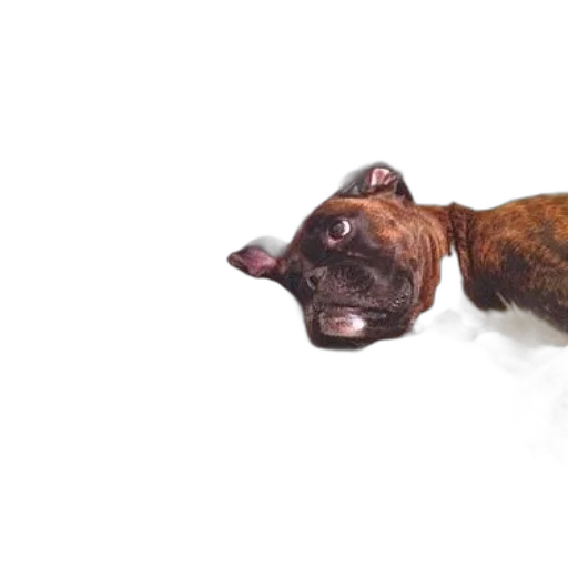 animal, creature, staff, face transparent PNG cut-out