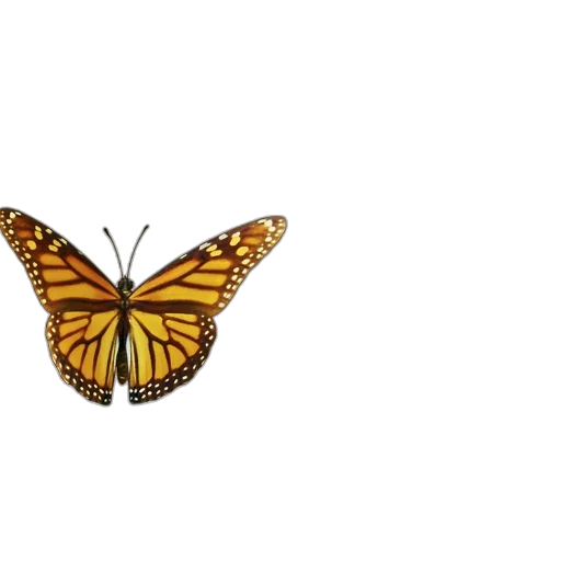 animal, creature, crown, flower transparent PNG cut-out