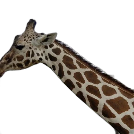 animal, staff, creature, umbrella transparent PNG cut-out