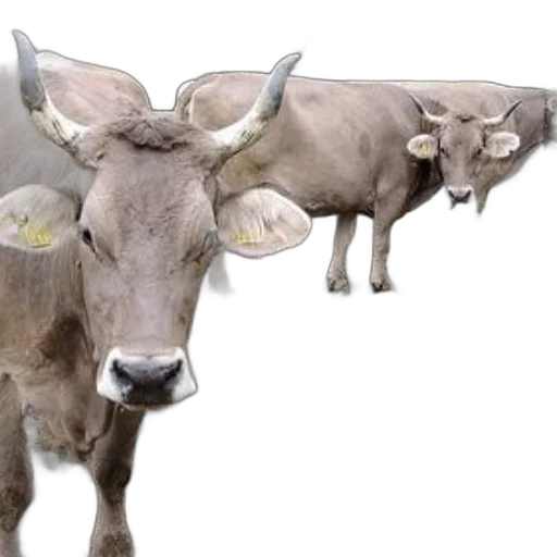 animal, photorealistic, 3d render, three transparent PNG cut-out