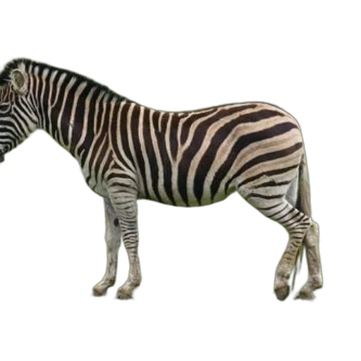 animal, creature, staff, furniture transparent PNG cut-out
