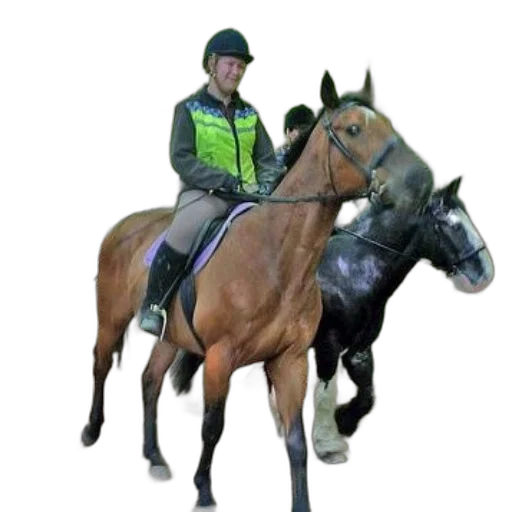 staff, jacket, animal, person transparent PNG cut-out
