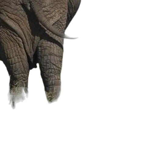 animal, creature, weapon, staff transparent PNG cut-out