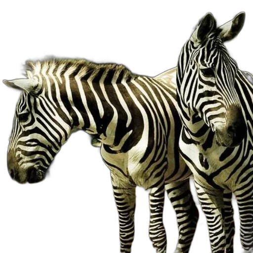 animal, creature, jewelry, furniture transparent PNG cut-out