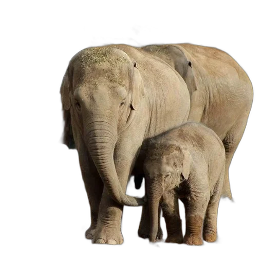 animal, photorealistic, 3d render, concept art transparent PNG cut-out
