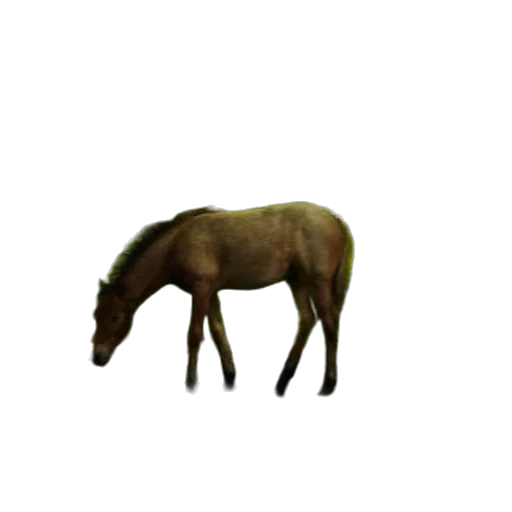 animal, creature, hat, hair transparent PNG cut-out