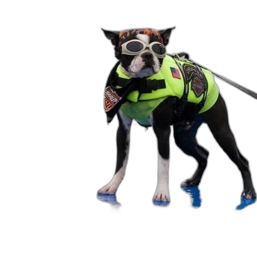 animal, jacket, creature, staff transparent PNG cut-out