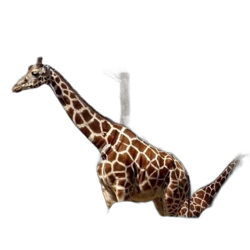 animal, staff, creature, furniture transparent PNG cut-out