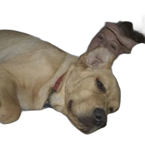 staff, animal, creature, weapon transparent PNG cut-out