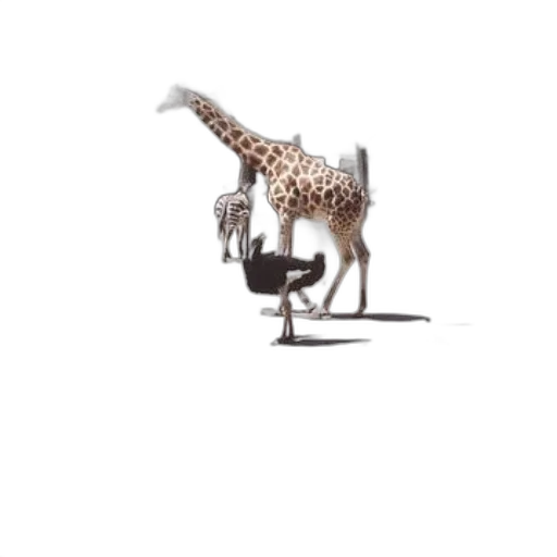 animal, creature, dragon, furniture transparent PNG cut-out