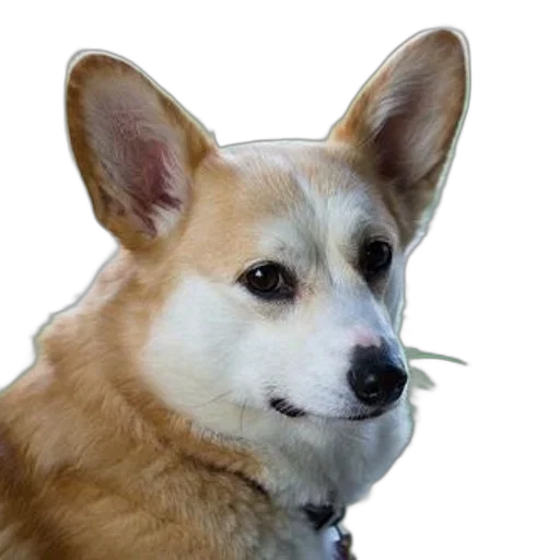 animal, staff, face, creature transparent PNG cut-out