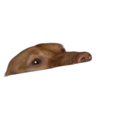 animal, creature, face, mask transparent PNG cut-out