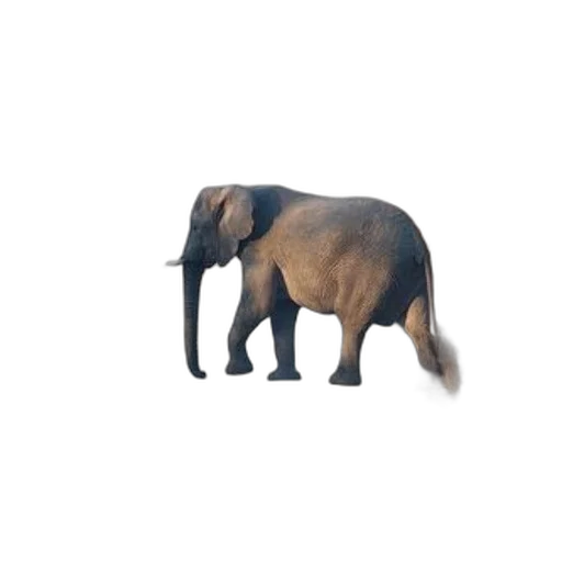 animal, creature, hat, furniture transparent PNG cut-out