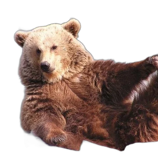 animal, creature, furniture, staff transparent PNG cut-out