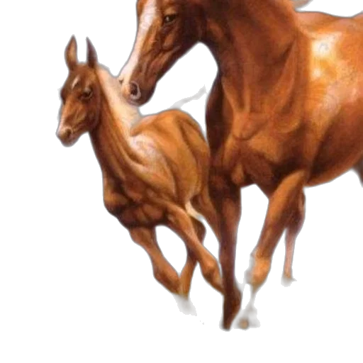 animal, creature, hair, hat transparent PNG cut-out