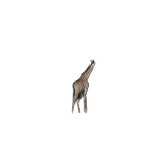 animal, creature, hat, tree transparent PNG cut-out