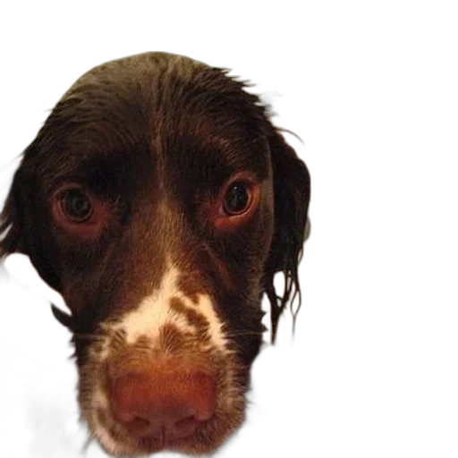 face, animal, staff, creature transparent PNG cut-out